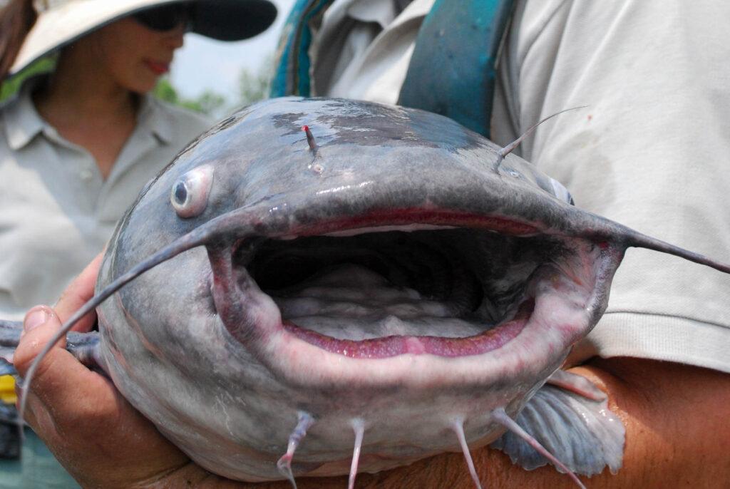 The Best Catfish Rigs - Blue Catfish Picture