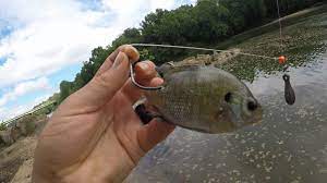 Panfish for Catfish Bait - Bluegill Live Bait