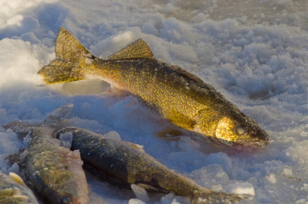 Frozen Walleye