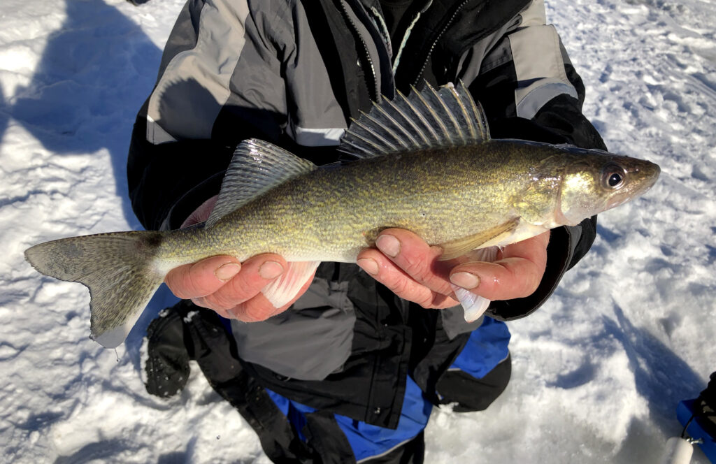 Walleye in the winter eating perch 