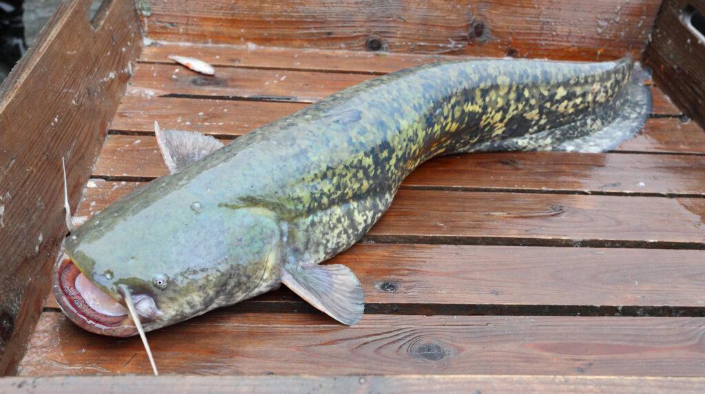 Large Catfish caught on beginners catfish gear