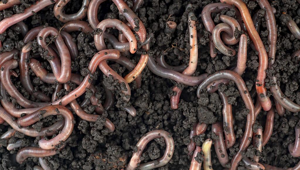 Nightcrawlers in Compost