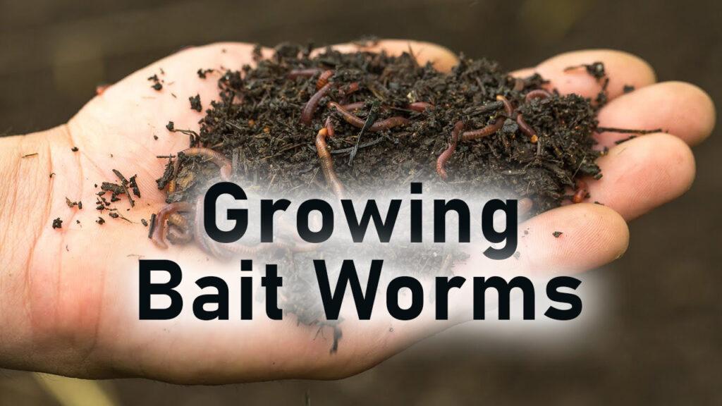 Growing Worms for Fishing