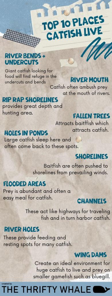 Top 10 Places Catfish Live Infographic