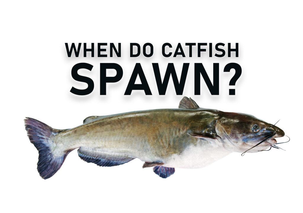 When Do Catfish Spawn Featured Image