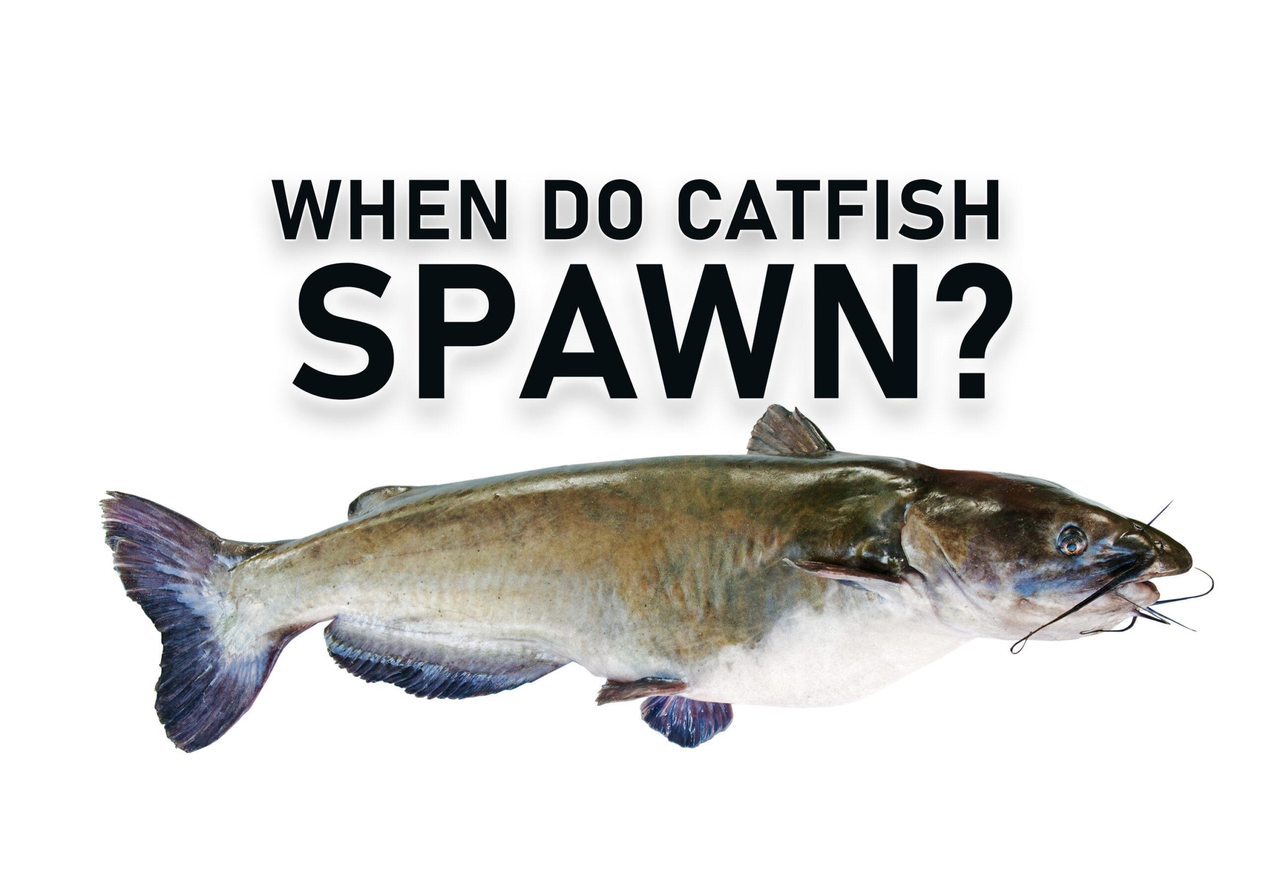 When Do Catfish Spawn? Is it Even Worth Fishing During It?