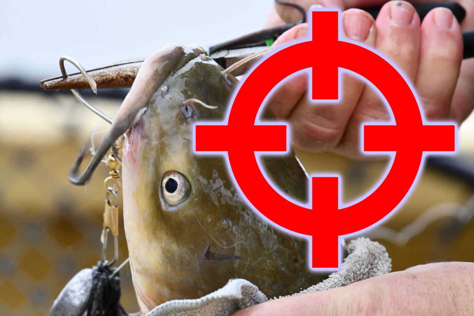 The Top 10 Places Catfish Live & How to Catch Them