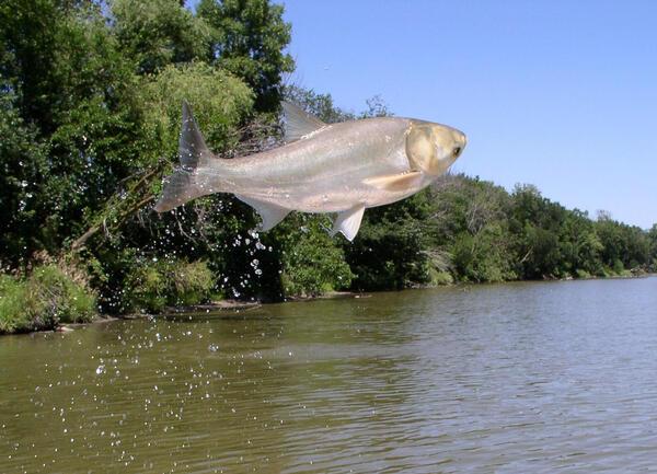 Asian Carp are a nuisance but can be used as catfish bait as well.