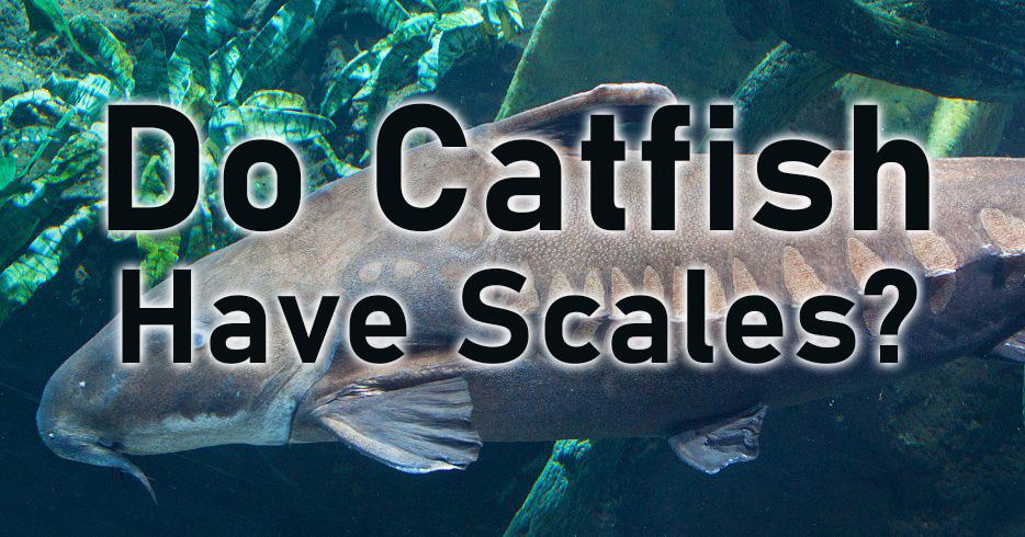 Do Catfish Have Scales