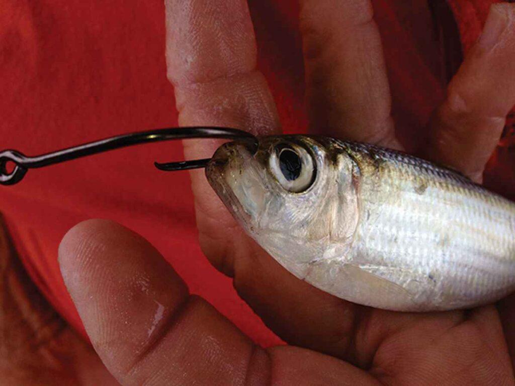 Gizzard Shad as a great live bait for catfish fishing