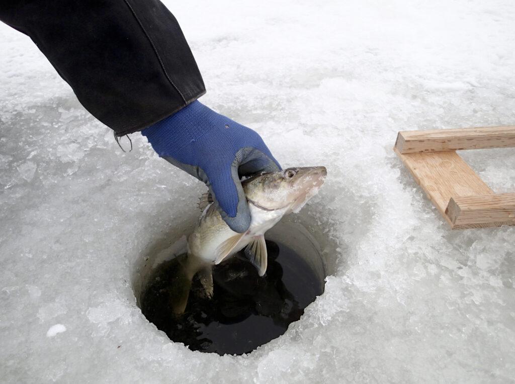 Walleye Ice Fishing through the ice