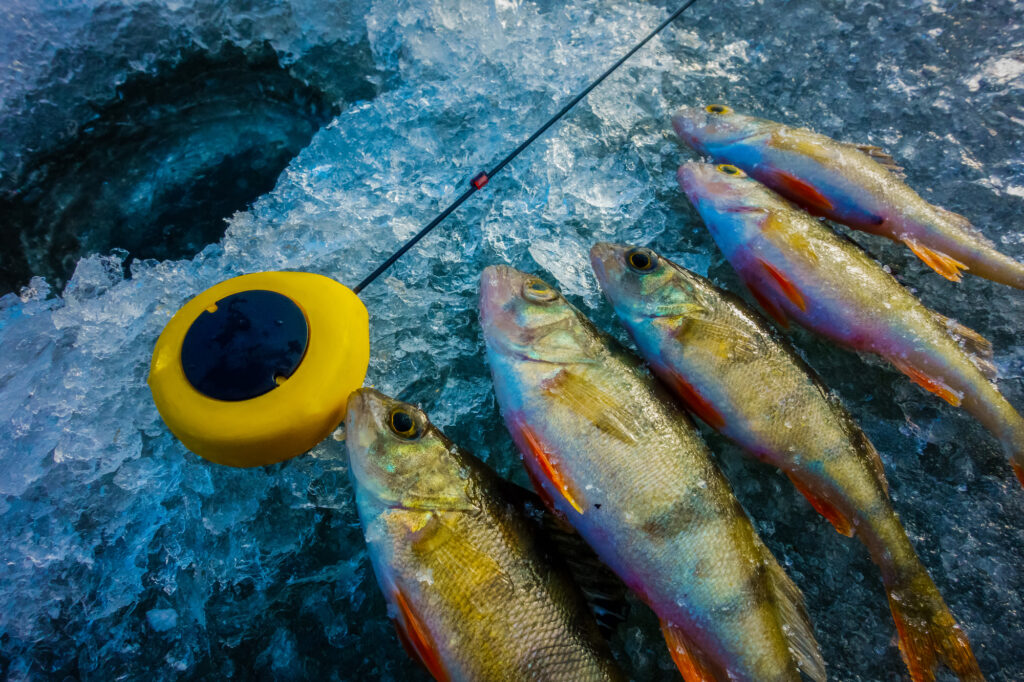 Perch caught while ice fishing