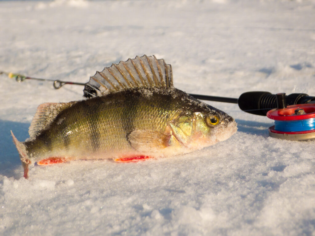 Perch caught while ice fishing