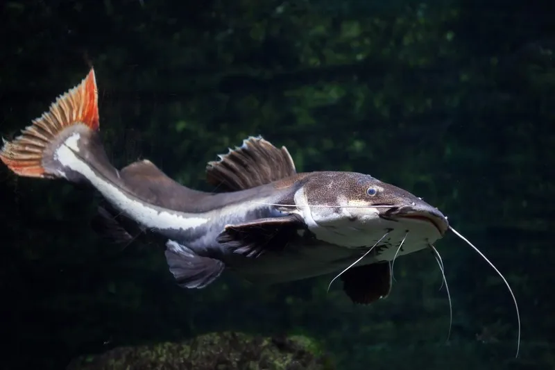 Close-Up Of Red Tail Catfish Swimming