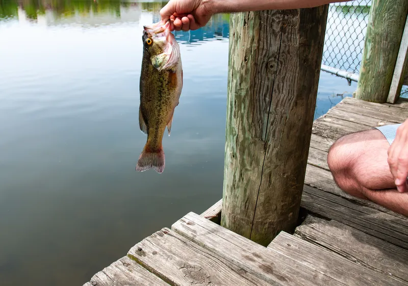 Hand-held Catch: Freshwater Bass For Cooking