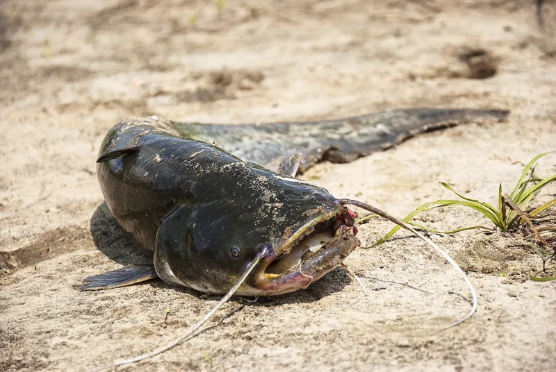 How Long Can Catfish Live Out Of Water?