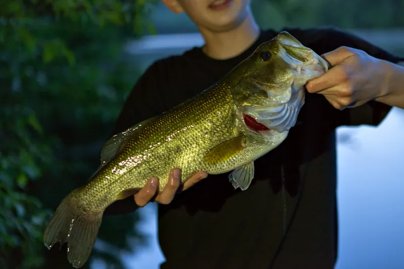 Successful Bass Catch Using Drop Shot Fishing