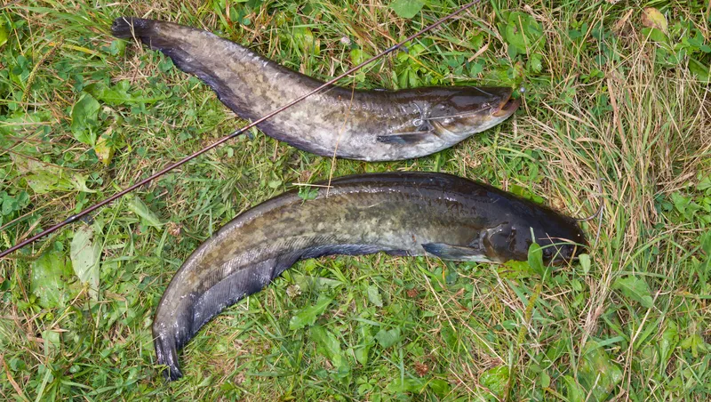 What Is The Best Time Of Day To Catch Catfish?