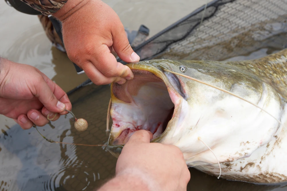 Large Catfish Caught with Stink Bait